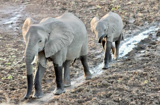 3-Day Hwange NP Thrilling Mid-Range Tour