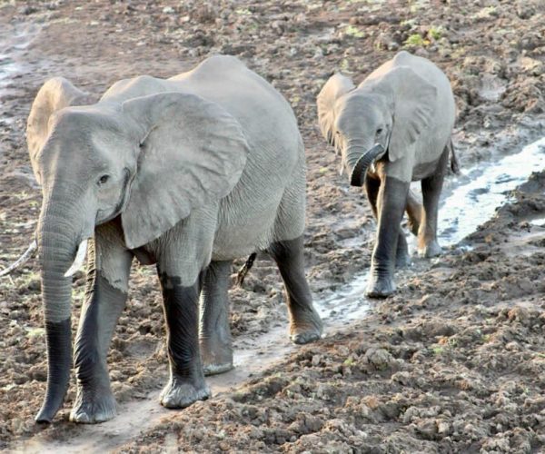 3-Day Hwange NP Thrilling Mid-Range Tour
