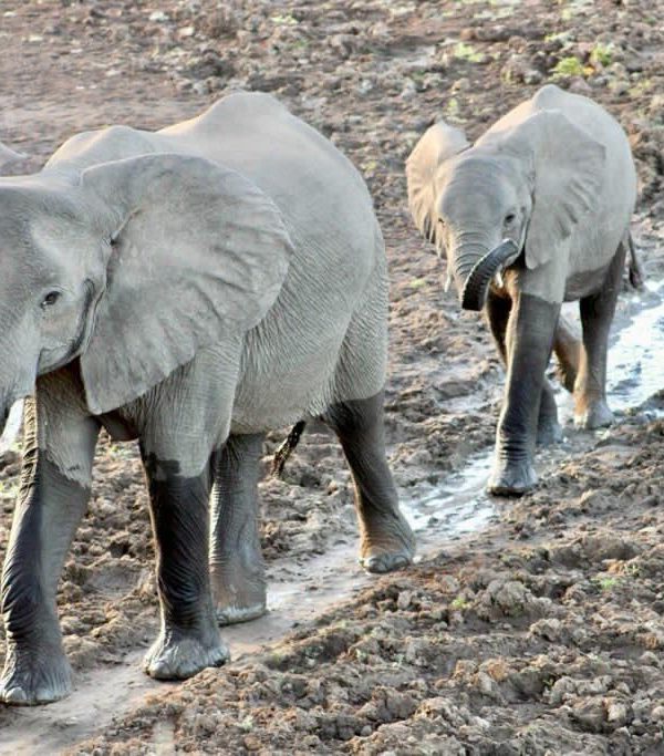 3-Day Hwange NP Thrilling Mid-Range Tour, South Africa Mid-Range Tours