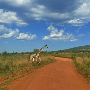 Giraffe Murchison Falls
