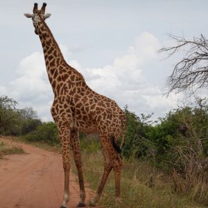 Giraffes in in Akagera National Park