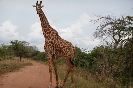 3-Day Thrilling Murchison Falls Mid-Range Safari