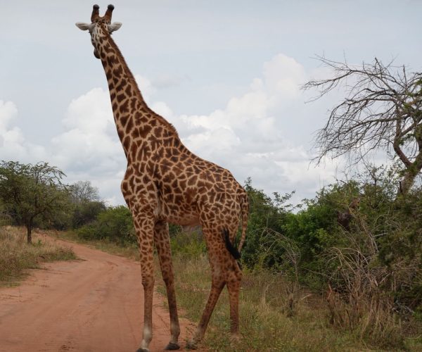 3-Day Thrilling Murchison Falls Mid-Range Safari