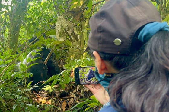 5-Day Luxury Gorilla And Chimp Trekking Thrilling Tour