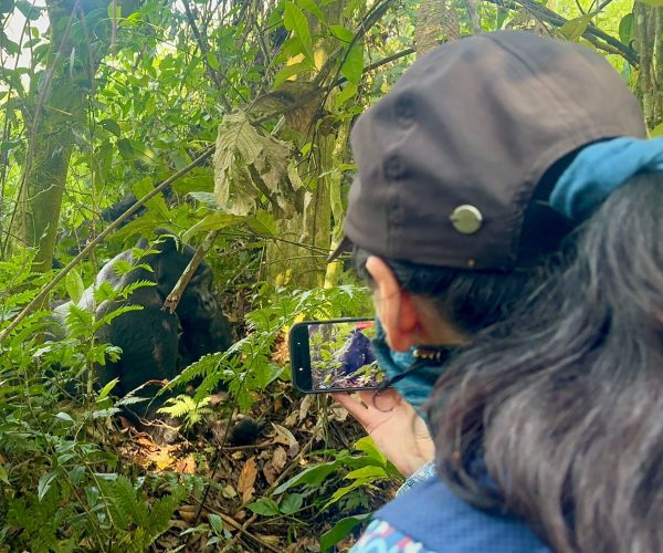 5-Day Luxury Gorilla And Chimp Trekking Thrilling Tour