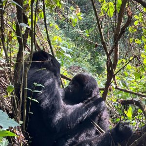 16-Day Uganda Stunning Adventure