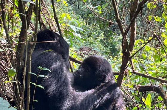 2-Day Thrilling Mid-Range Bwindi & Batwa Walk