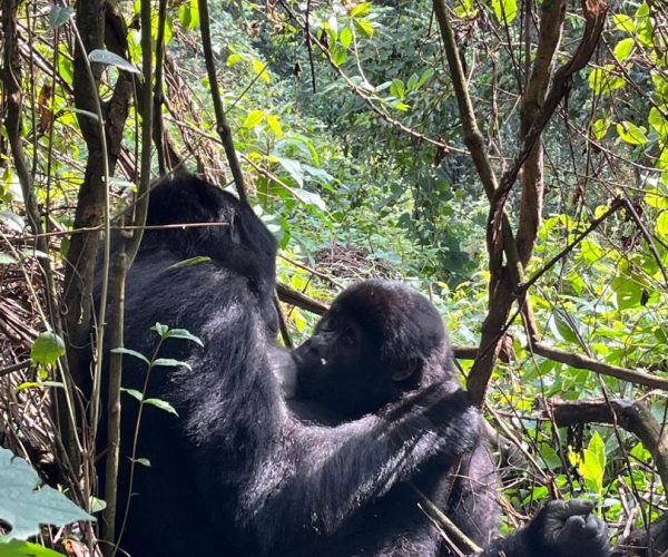 2-Day Thrilling Mid-Range Bwindi & Batwa Walk
