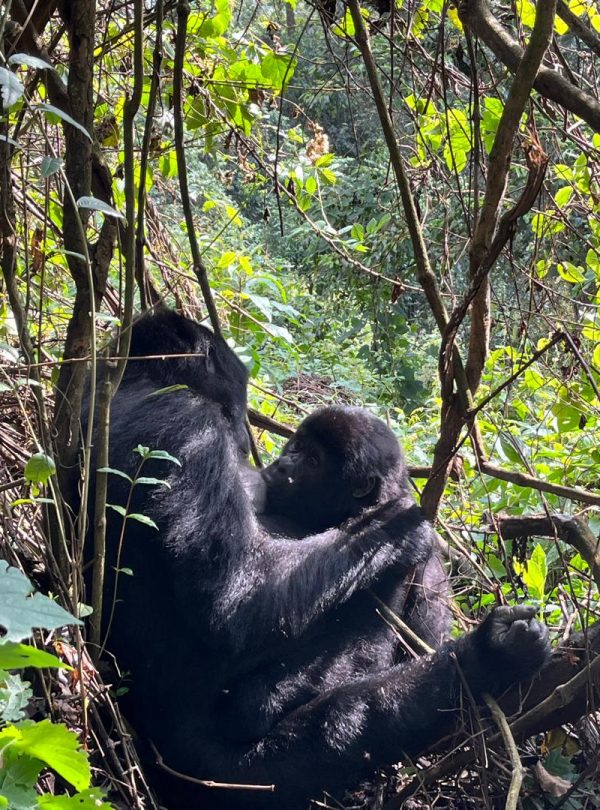 16-Day Uganda Stunning Adventure