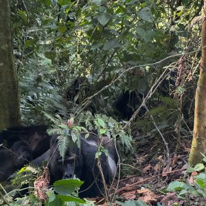 12-Day Uganda's Finest Tourism Destinations Mid-Range Tour