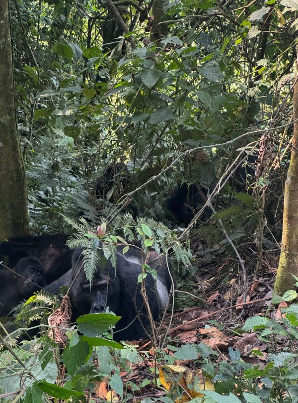 12-Day Uganda's Finest Tourism Destinations Mid-Range Tour