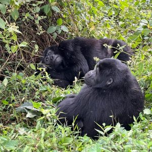3-Day Thrilling Mid-Range Gorilla Trekking In Mgahinga NP
