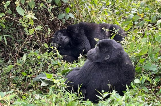 8-Day Incredible Luxury Safari In Uganda