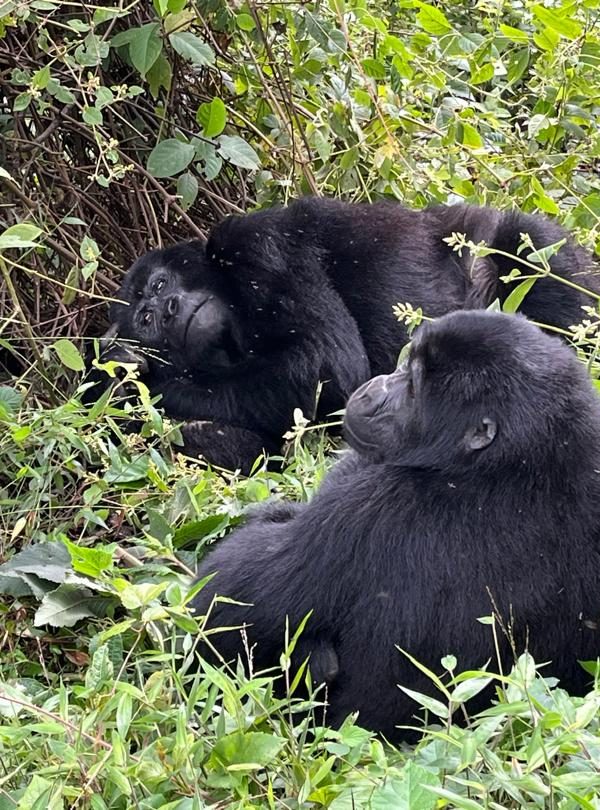 3-Day Thrilling Mid-Range Gorilla Trekking In Mgahinga NP