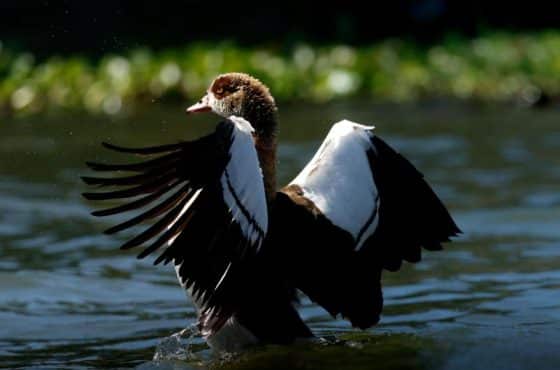 7-Day Kenya Magnificent Mid-Range Tour