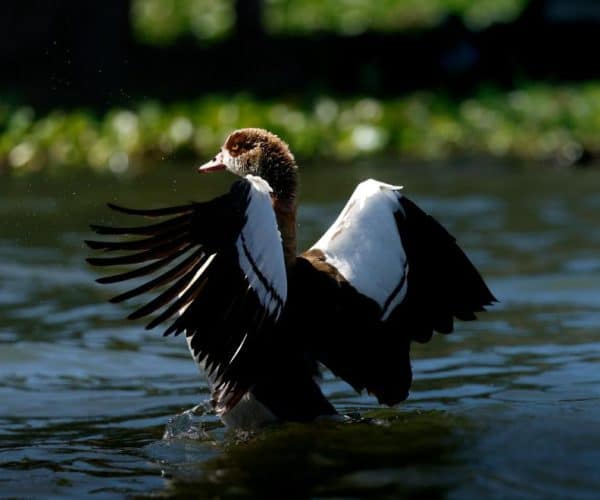 7-Day Kenya Magnificent Mid-Range Tour