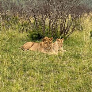 Lions in Queen Elizabeth National Park