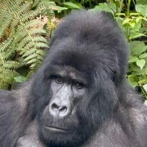 11-Day Thrilling Budget Safari In Uganda And Tanzania