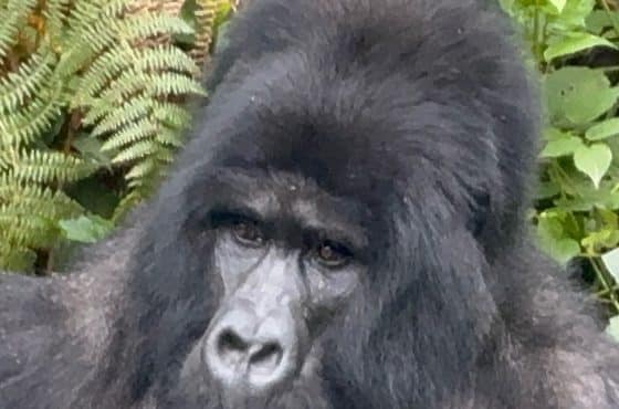 11-Day Thrilling Budget Safari In Uganda And Tanzania