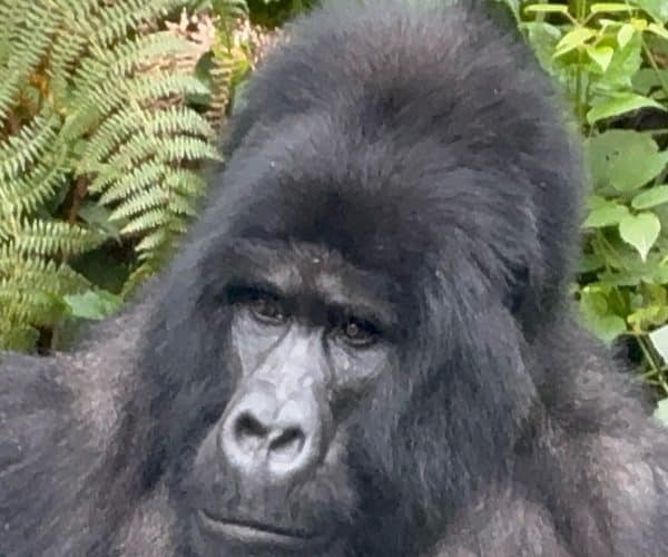 11-Day Thrilling Budget Safari In Uganda And Tanzania