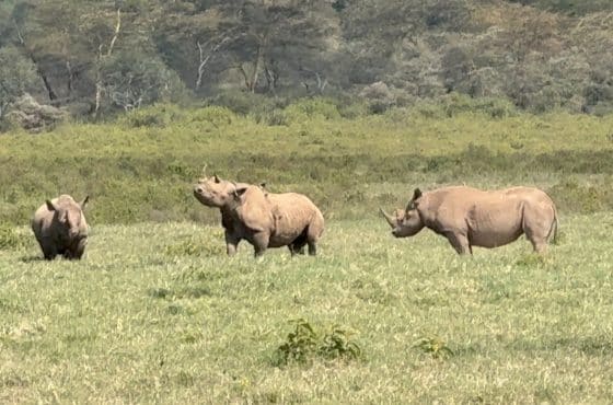 3-Day Spectacular Luxury Safari In Lake Nakuru National Park