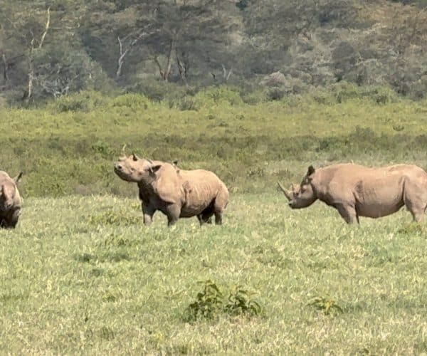 3-Day Spectacular Luxury Safari In Lake Nakuru National Park