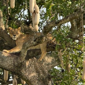 Tree climbing Lions Queen Elizabeth National Park
