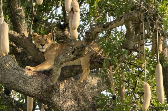3-Day Thrilling Budget Safari In Queen Elizabeth NP