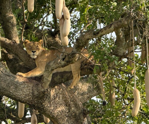 3-Day Thrilling Budget Safari In Queen Elizabeth NP