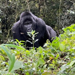 8-Day Budget Thrilling Primate Trekking Safari In Rwanda