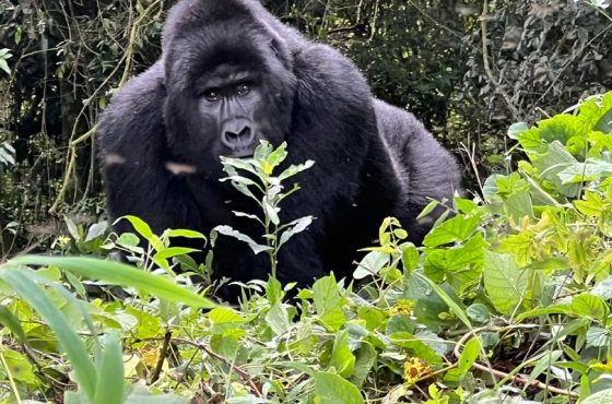 8-Day Budget Thrilling Primate Trekking Safari In Rwanda