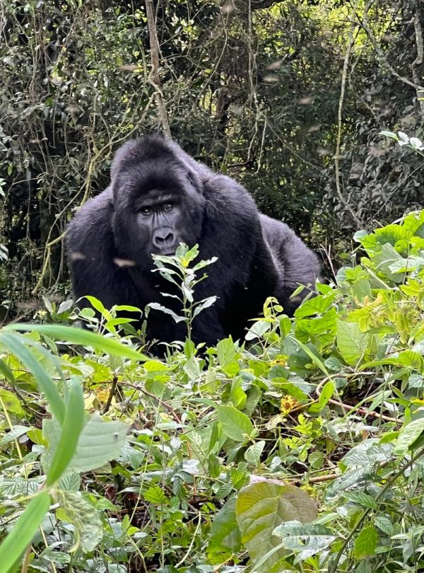 8-Day Budget Thrilling Primate Trekking Safari In Rwanda