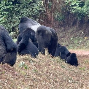 8 Day Gorilla Trekking Mid-Range Safari And Wildlife Vacation, Gorilla Trekking Safaris & Tours in Uganda