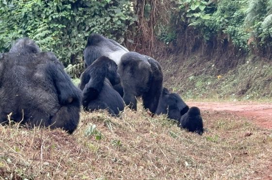 8 Day Gorilla Trekking Mid-Range Safari And Wildlife Vacation