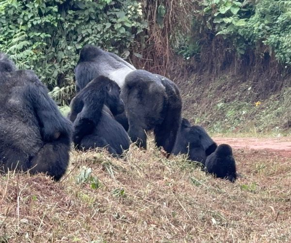 4-Day Mid-Range Bwindi Gorilla Trek & Batwa Community Walk