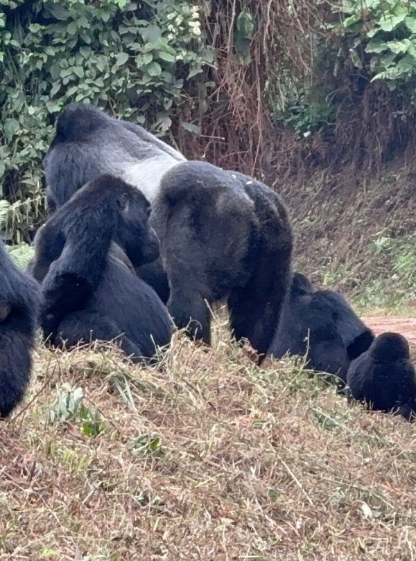 8 Day Gorilla Trekking Mid-Range Safari And Wildlife Vacation, Gorilla Trekking Safaris & Tours in Uganda