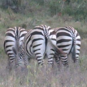 Zebras in in Lake Nakuru