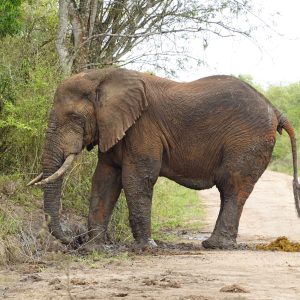 3-Day Thrilling Mid-Range Safari In Queen Elizabeth NP