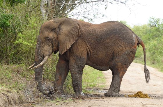 3-Day Thrilling Mid-Range Safari In Queen Elizabeth NP