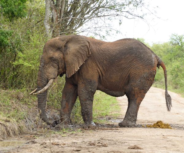 6 Day Breathtaking Mid-Range Ugandan Safari