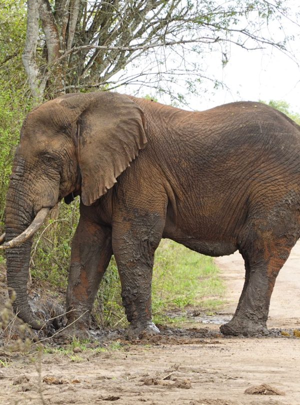 3-Day Thrilling Mid-Range Safari In Queen Elizabeth NP