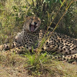 12-Day Uganda's Finest Tourism Destinations Mid-Range Tour