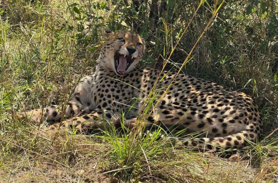 12-Day Uganda’s Finest Tourism Destinations Mid-Range Tour