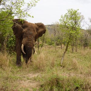 elephants in in Akagera National Park