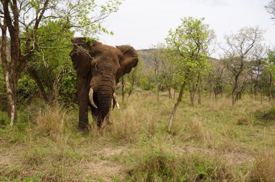12-Day Thrilling Mid-Range Safari In Uganda