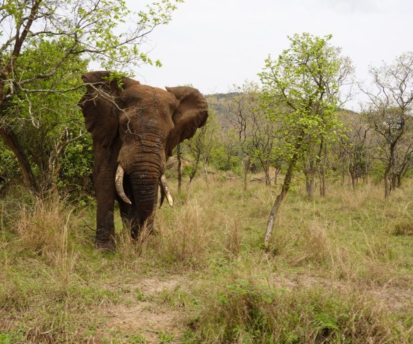 12-Day Thrilling Mid-Range Safari In Uganda