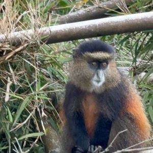 3 Day Budget Gorilla & Golden Monkey Trekking Tour In Rwanda
