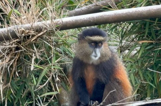 3 Day Mid-Range Gorilla & Golden Monkey Trekking Tour In Rwanda