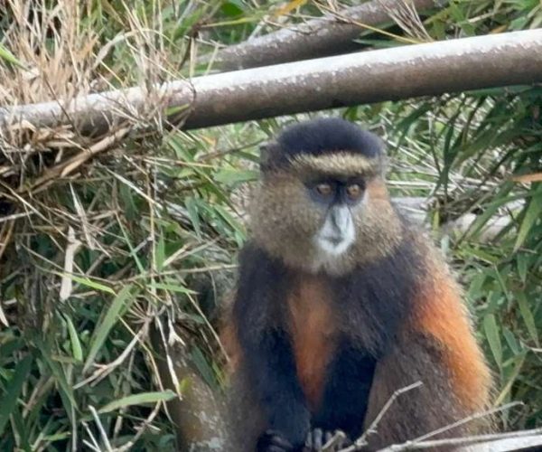 3 Day Mid-Range Gorilla & Golden Monkey Trekking Tour In Rwanda