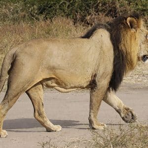 6-Day Mid-Range Adventure In Zambia, Botswana And Zimbabwe